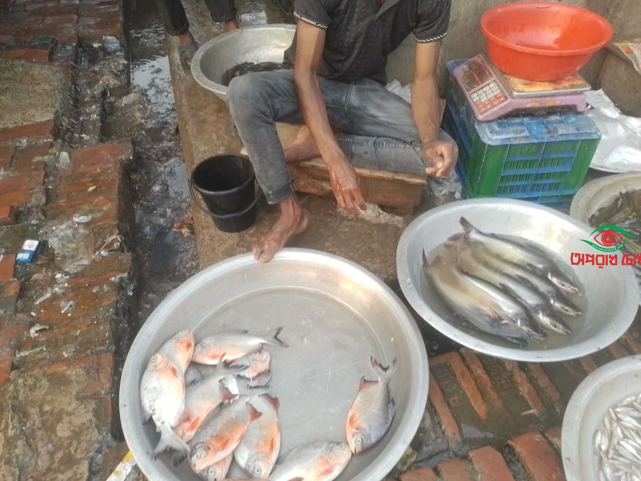 সাপাহারে নিষিদ্ধ পিরানহা মাছ জব্দ করে বিনষ্ট