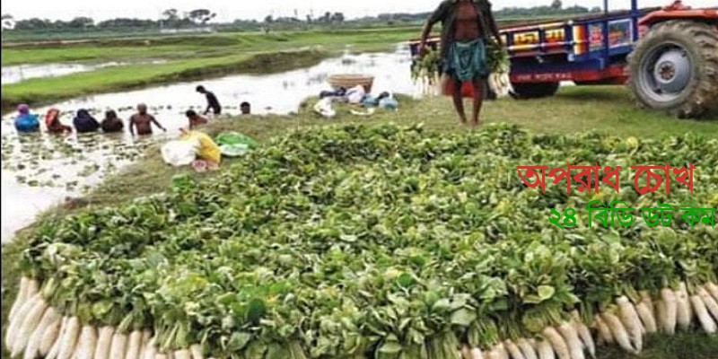 গোমতীর চরে সাদা মুলার হাসিতে খুশি কৃষক