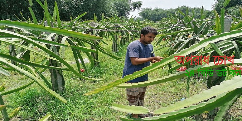 ইউটিউব দেখে ড্রাগন চাষে তাক লাগিয়েছেন প্রবাস ফেরত যুবক