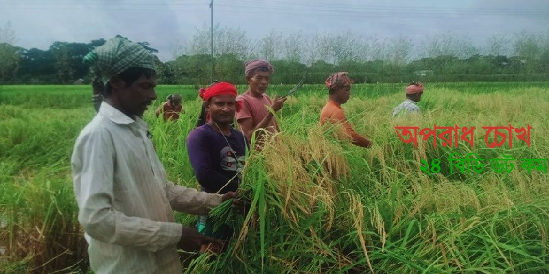 আউশের বাম্পার ফলনে খুশি শরীয়তপুরের কৃষকরা