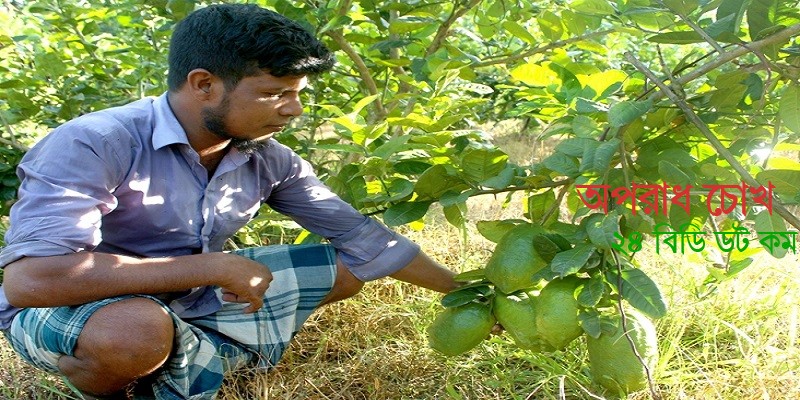 বিদেশে যাচ্ছে জৈন্তাপুরের জারালেবু