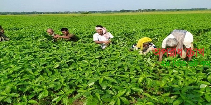 যশোরসহ পাঁচ জেলায় লক্ষ্যমাত্রা ছাড়িয়েছে পাট চাষ