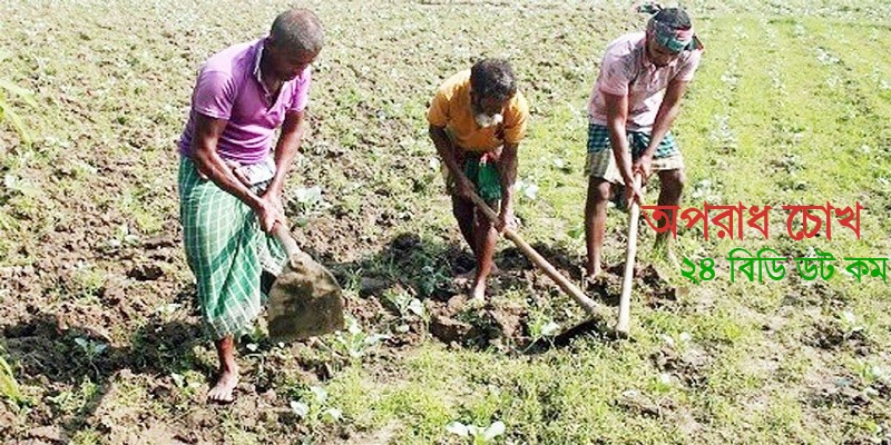 আগাম জাতের রবি শস্য চাষে ঝুঁকছেন কৃষকরা