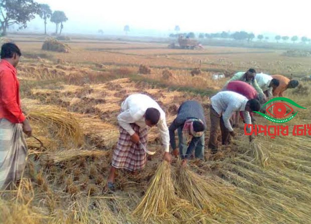 পোরশার  ঘরে ঘরে নতুন ধানে নবান্নের উৎসব