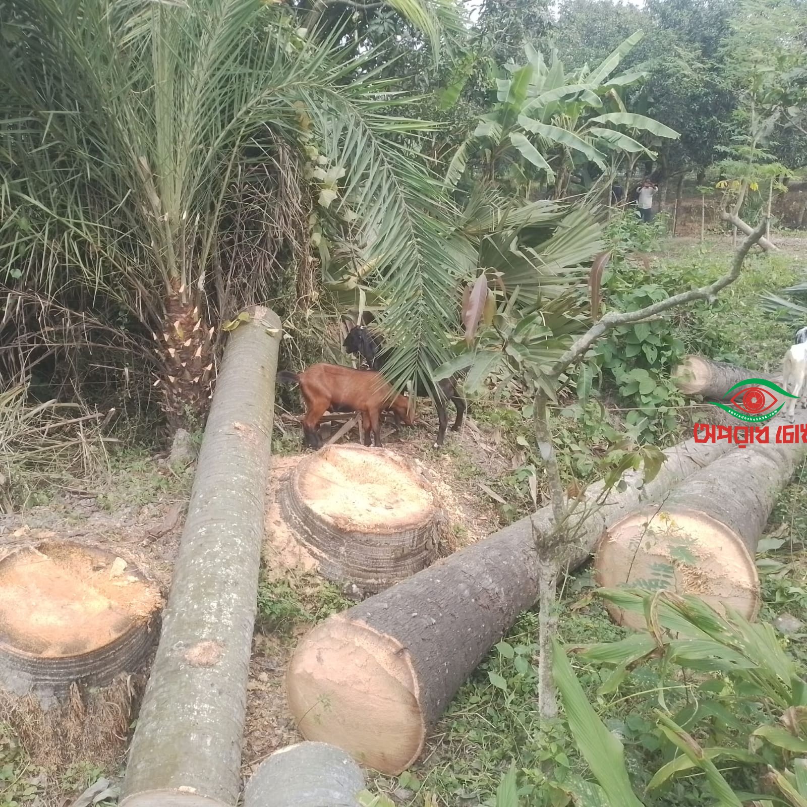 কবরস্থানের তালগাছ কেটেফেলার অভিযোগ