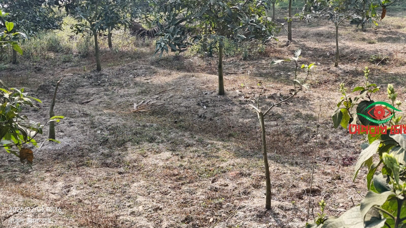 সাপাহারে আমগাছ কর্তন ও বাড়িতে হামলার অভিযোগ 