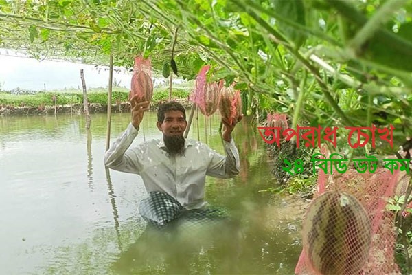 বরগুনায় গ্রীষ্মকালীন তরমুজ চাষ 