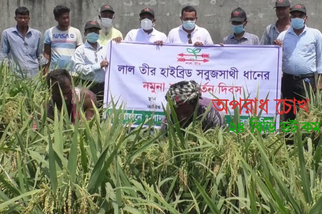 ব্রাহ্মণবাড়িয়ায় সুবজসাথী জাতের ধানের নমুনা শস্য কর্তন