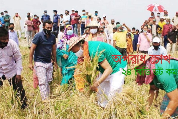 শেখ হাসিনার নির্দেশে ধান কাটতে মাঠে কৃষক লীগ