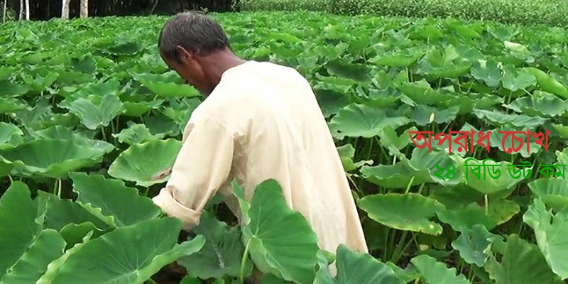 গাইবান্ধার কচু এখন সারাদেশে