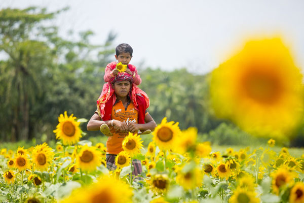 রংপুরে সূর্যমুখী ও খেসারী ডালের বাম্পার ফলন