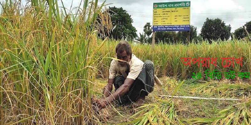 ভৈরবে শুরু হয়েছে আউশ কাটার ধুম