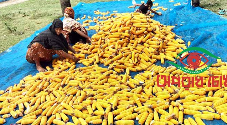 বগুড়ায় রবি মৌসুমে সোয়া ১ লাখ টন ভুট্টা উৎপাদন