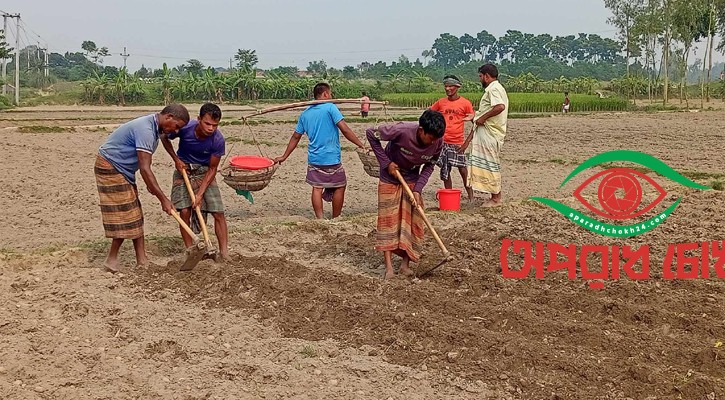 লাভের আশায় আগাম আলু চাষে ব্যস্ত নীলফামারীর কৃষক