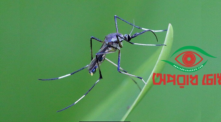 দেশে উপকারী মশা বিলুপ্তপ্রায়, বেড়েছে এডিস