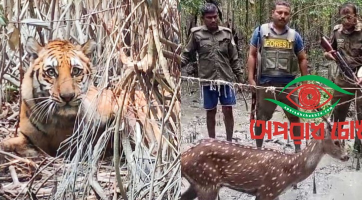 ভালো নেই সুন্দরবনের বাঘ-হরিণ