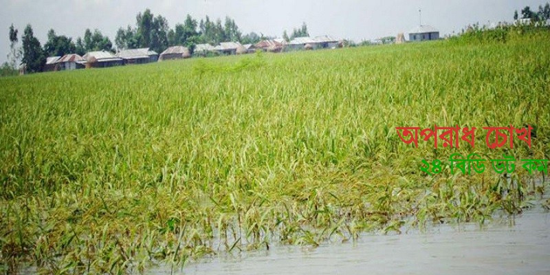 বন্যার পানির নিচে ২ হাজার হেক্টর রোপা আমন