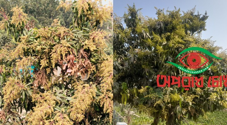 আম বাগানে মুকুলের হাসি