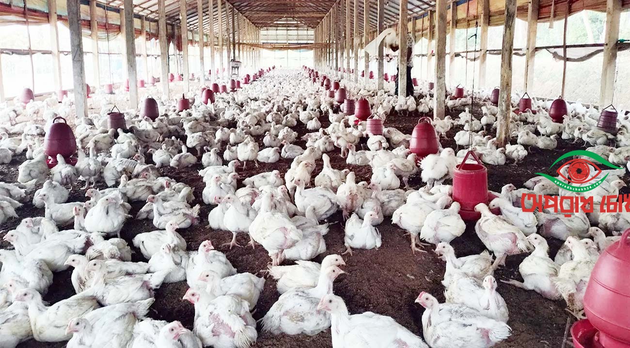 ঝুঁকিতে পোল্ট্রি শিল্প