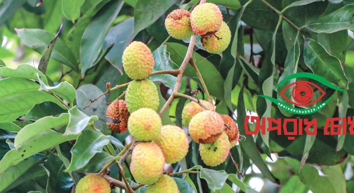 পাকার আগেই ফেটে যাচ্ছে লিচু