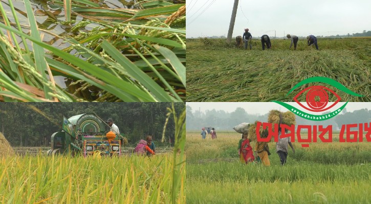 আধাপাকা ধান কাটছেন নওগাঁর চাষীরা