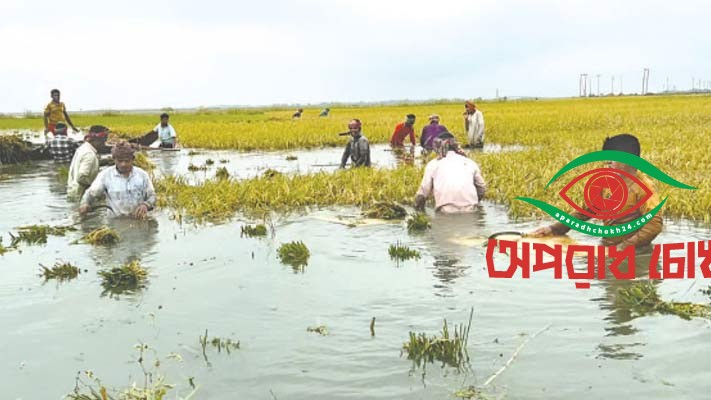 লাখ হেক্টর জমির ফসল পানির নিচে