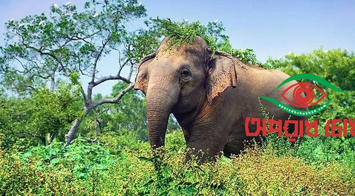প্রকল্পনির্ভরতা-অর্থসংকটে থমকে আছে হাতি সংরক্ষণ