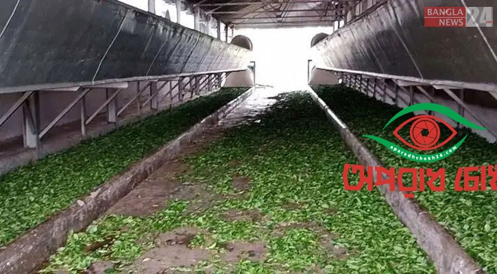 তীব্র লোডশেডিংয়ে চা উৎপাদনে বিপর্যয়