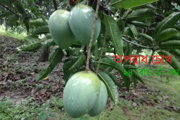 হাঁড়িভাঙ্গা আমের ‘সেঞ্চুরি’