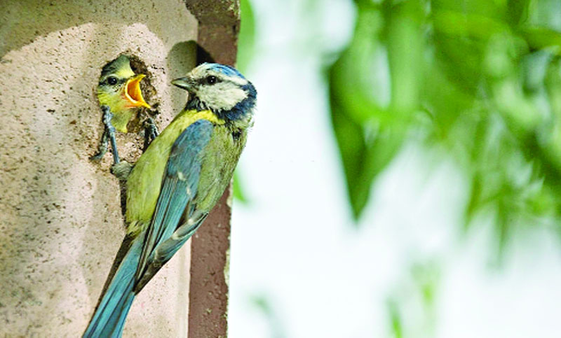 তাওয়াক্কুলের পরিচয় ও উপকারিতা