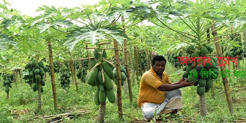 তারাগঞ্জে পেঁপের দামে খুশি চাষিরা