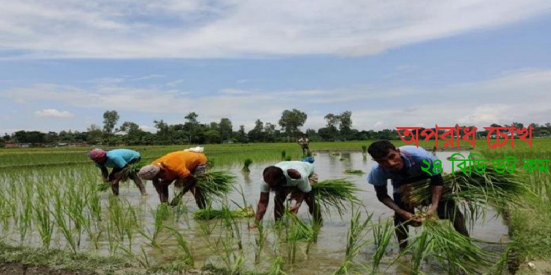 আমন উৎপাদন নিয়ে শঙ্কায় ফরিদপুরের চাষিরা