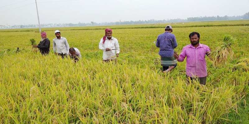 বোরো ধানের ভালো ফলন, কৃষকের মুখে হাসি