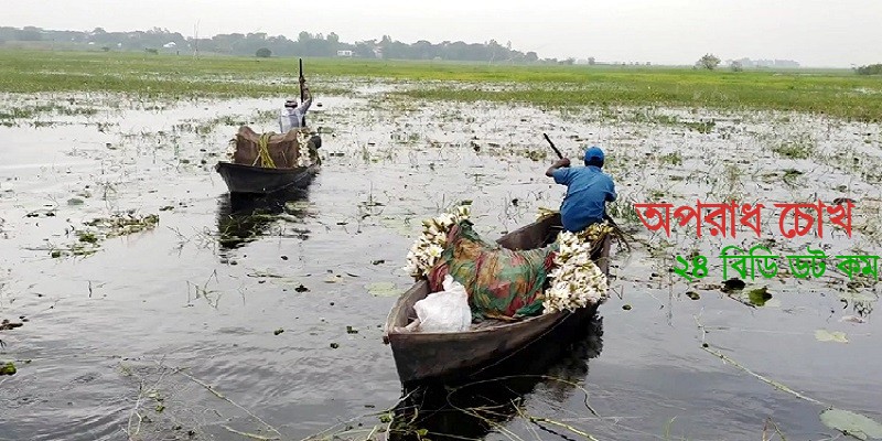 বিকল্প আয়ের উৎস এখন শাপলা