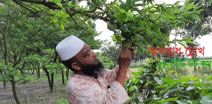 আতা ফলের বাণিজ্যিক বাগান করে তাক লাগিয়েছেন বাদশা মিয়া