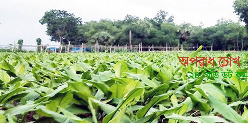 ২১০ হেক্টর জমিতে হলুদের আবাদ