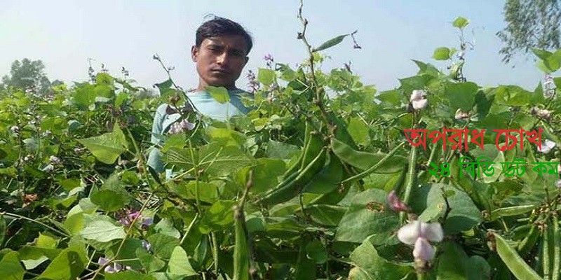 শীতের আগাম সবজির ভালো দামে খুশি কৃষকরা