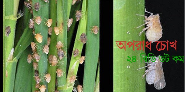 ক্ষতিকারক বাদামি গাছফড়িং দমনের কৌশল