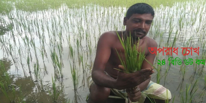 কৃষি অফিসের অবহেলায় বিনা-১৭ জাতের ধান চাষ করে ক্ষতির মুখে কৃষকরা