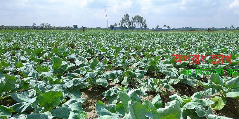 শীতকালীন সবজি চাষে ব্যস্ত বগুড়ার কৃষকরা