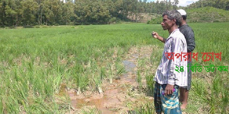 ৪০ একর ধান ক্ষেতে হাতির তাণ্ডব