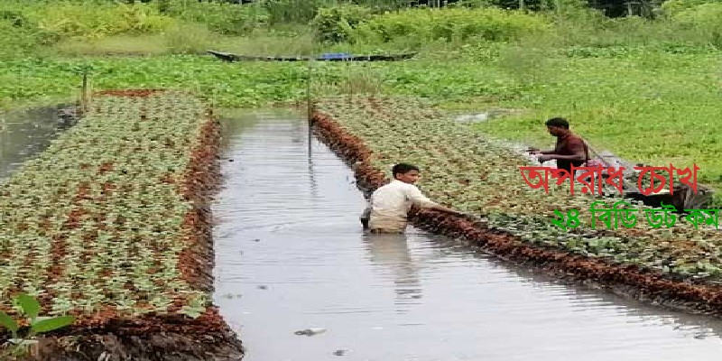 সবজি চারার চাহিদা কম হওয়ায় লোকসানে চাষিরা