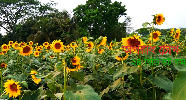 শিবচরে ফসলের মাঠজুড়ে সূর্যমুখী ফুলের হাসি