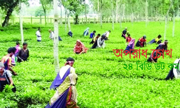 পঞ্চগড়সহ উত্তরাঞ্চলে রেকর্ড চা উৎপাদন