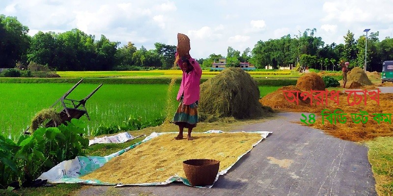 বৃষ্টি উপেক্ষা করে ধান ঘরে তুলতে ব্যস্ত কৃষক