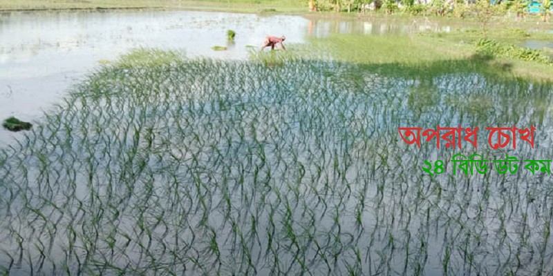 আমন ধানের চারা রোপণে ব্যস্ত কৃষক