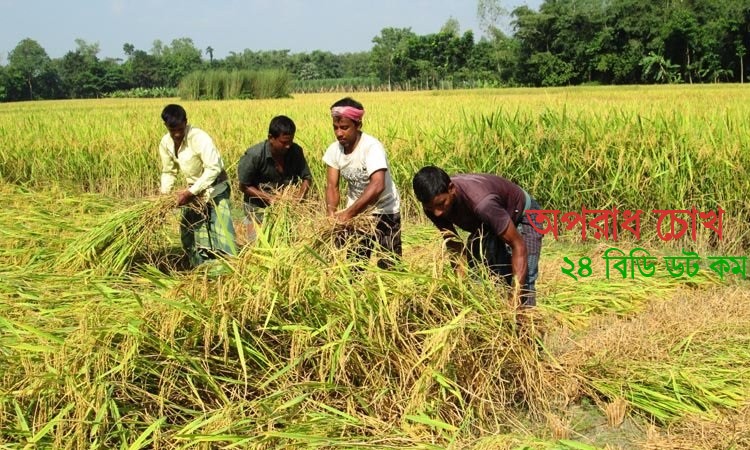 আগাম জাতের রোপা আমন কাটা নিয়ে ব্যস্ত জয়পুরহাটের চাষিরা