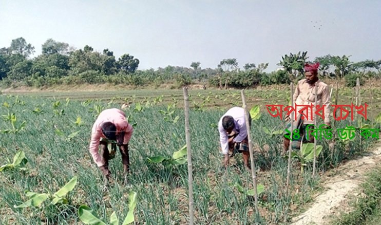 কাদা জমিতে চলছে পেঁয়াজের চাষ