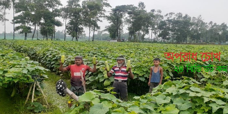 ধানের জমিতে শসা চাষ