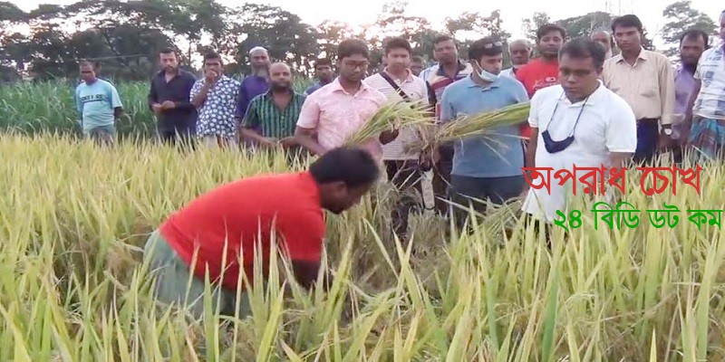 ১১৪ দিনের মাথায় বিঘাপ্রতি ২২ মন ধান পেয়ে খুশি কৃষকরা